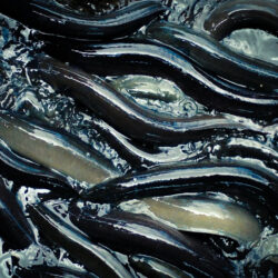 NZ Eel Processing Co Ltd